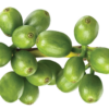 Green coffee supplements