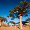 Boswellia for joint pain